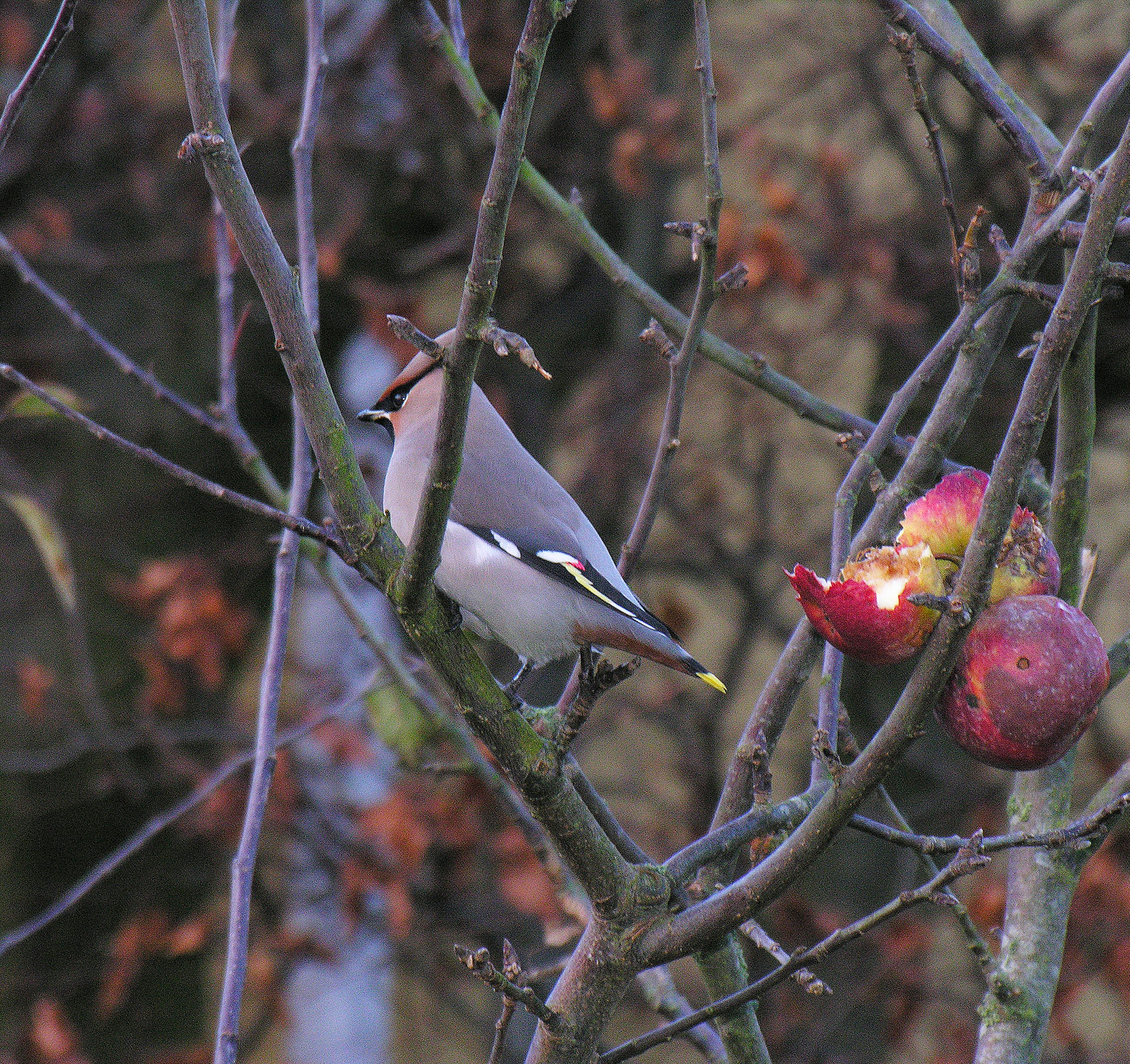 En silkehale i et træ