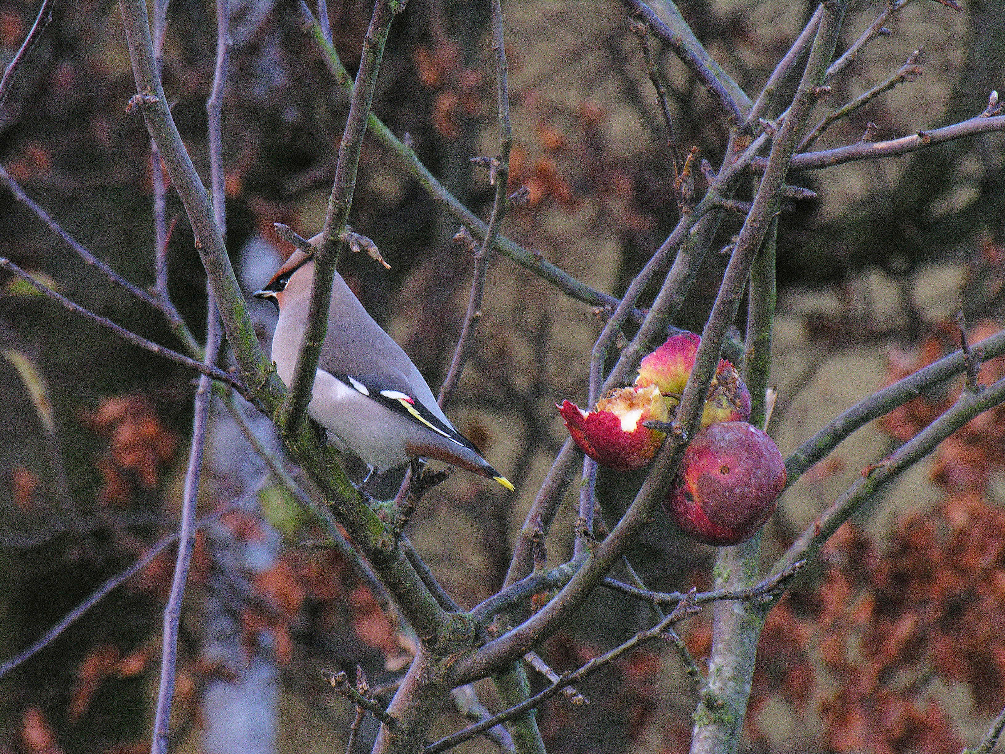 En silkehale i et træ