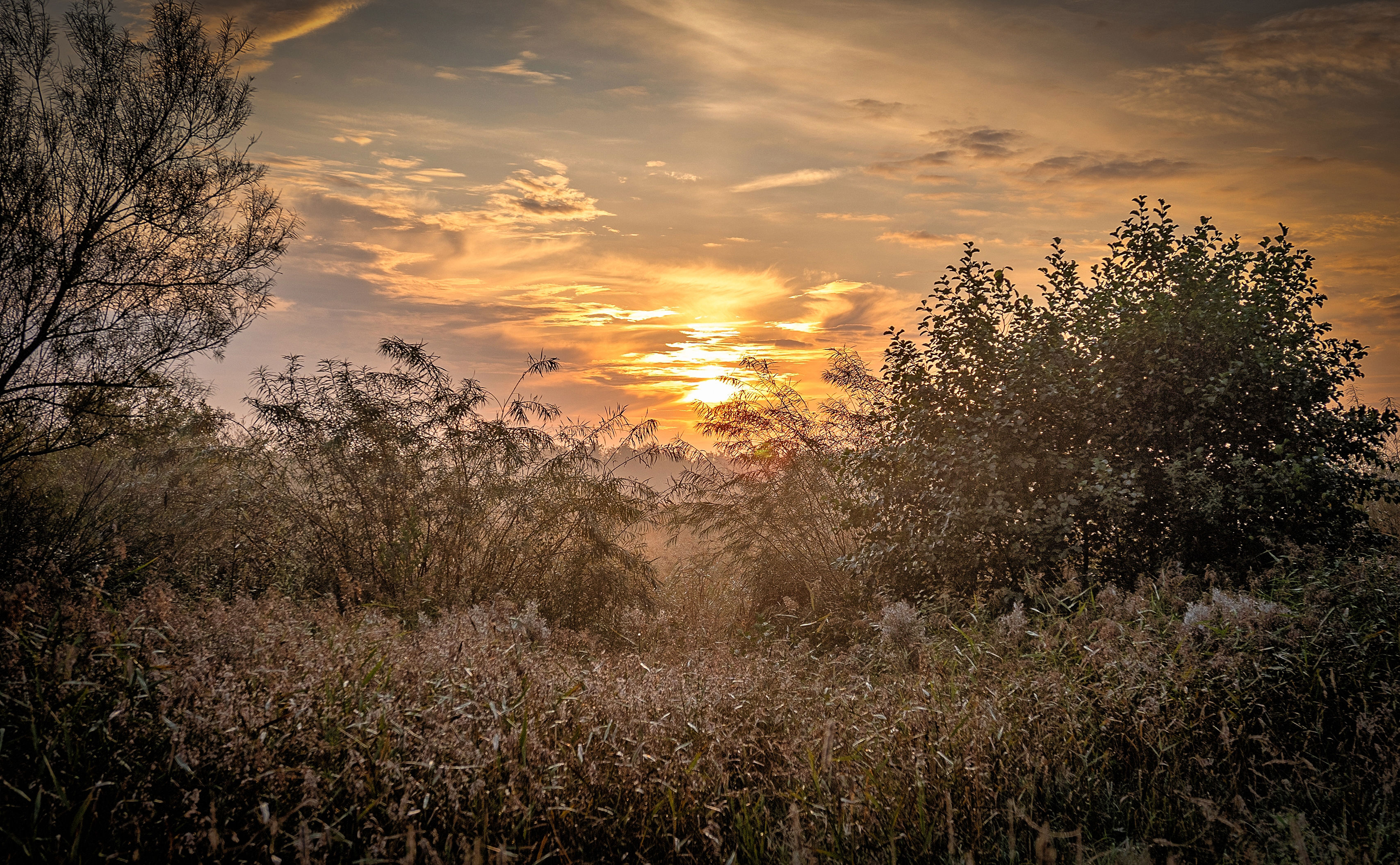 Morgensol og tågedis over fugtig eng