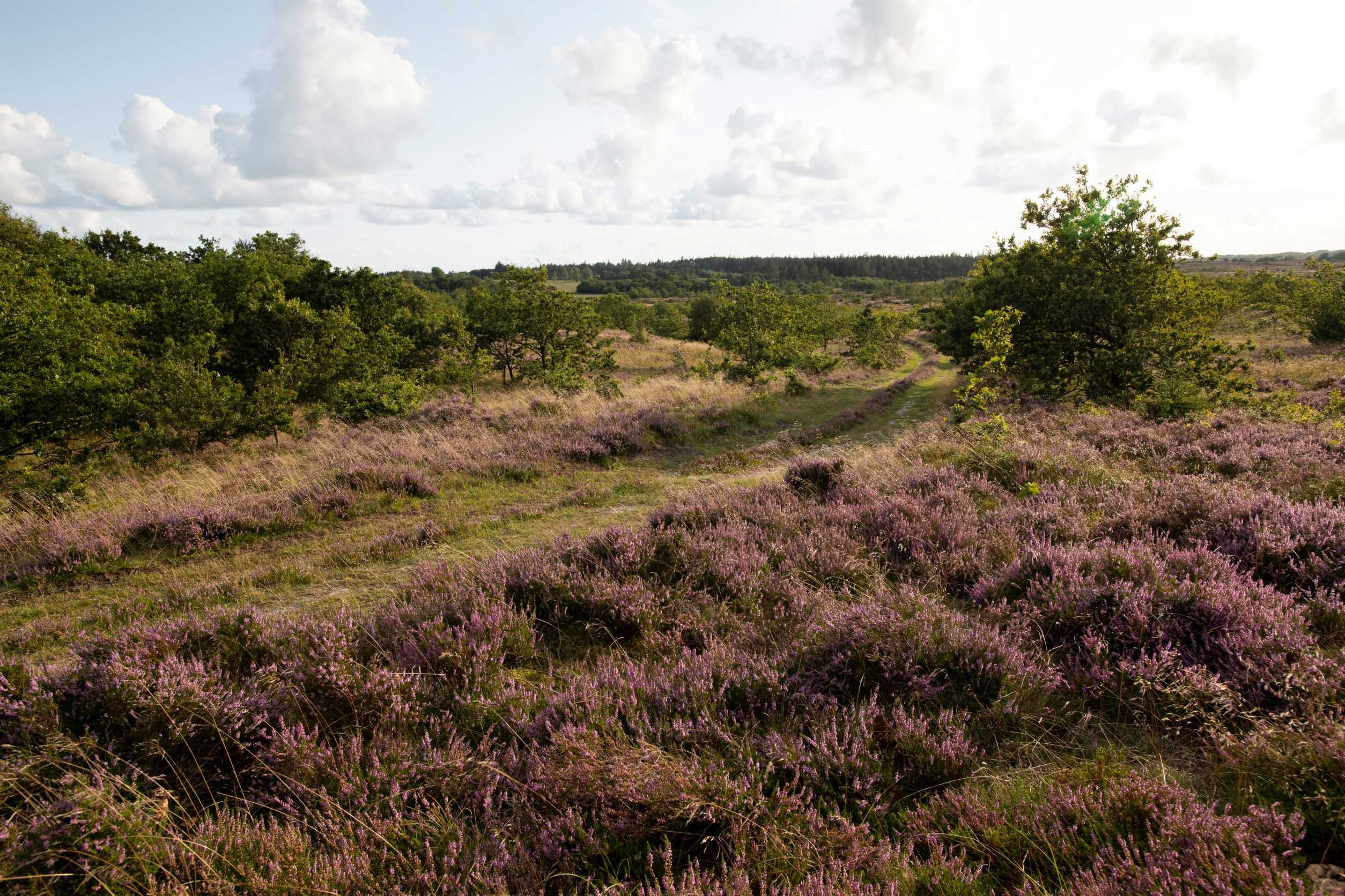De Himmerlandske Heder
