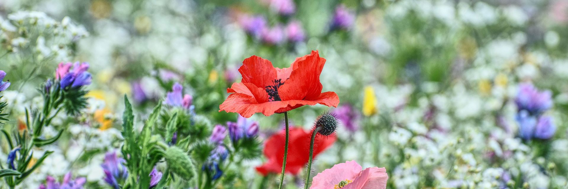 Blomstereng