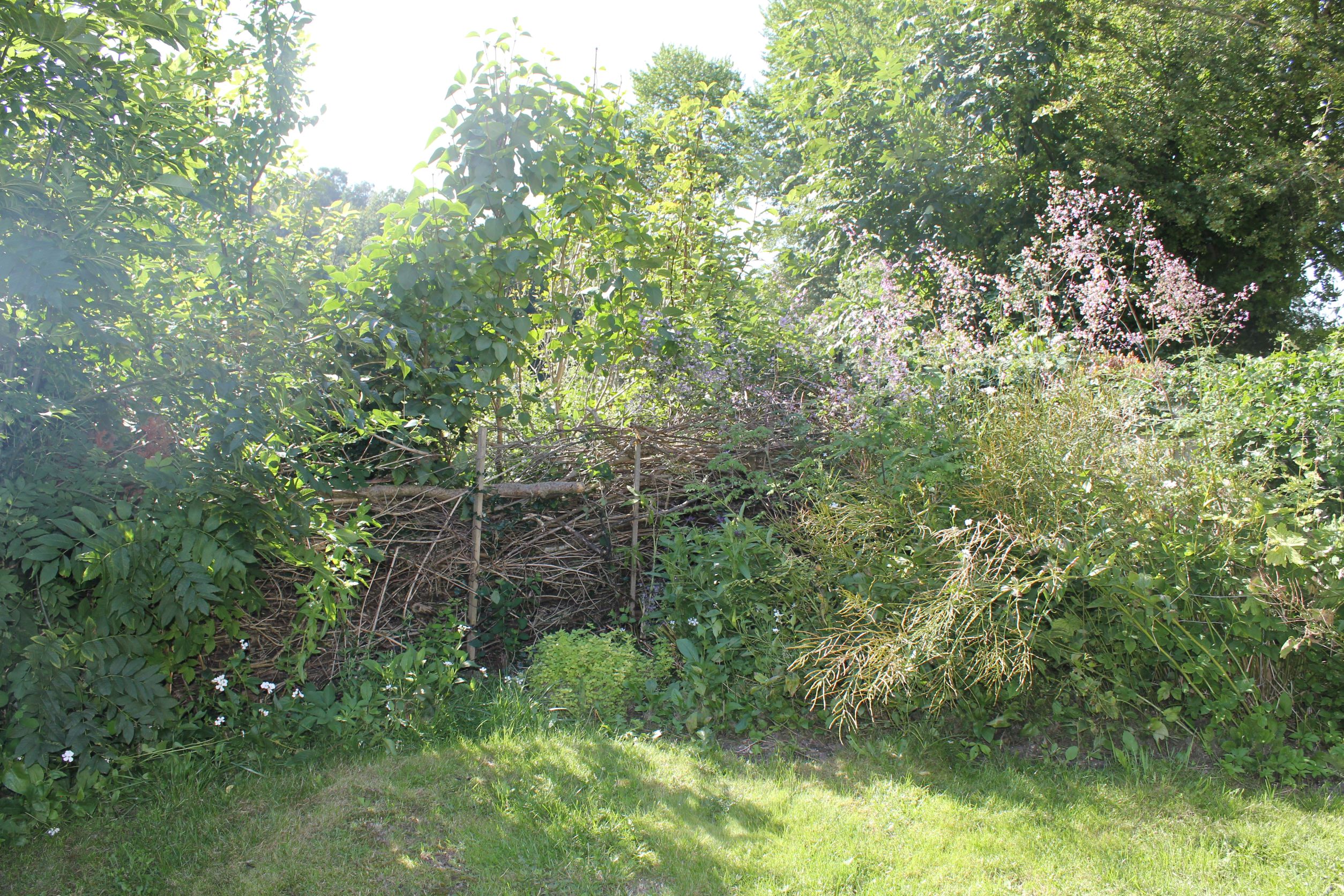 Et skovbryn i en have