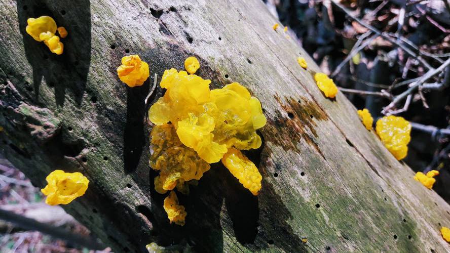Gul bævresvamp på et gammelt træ.