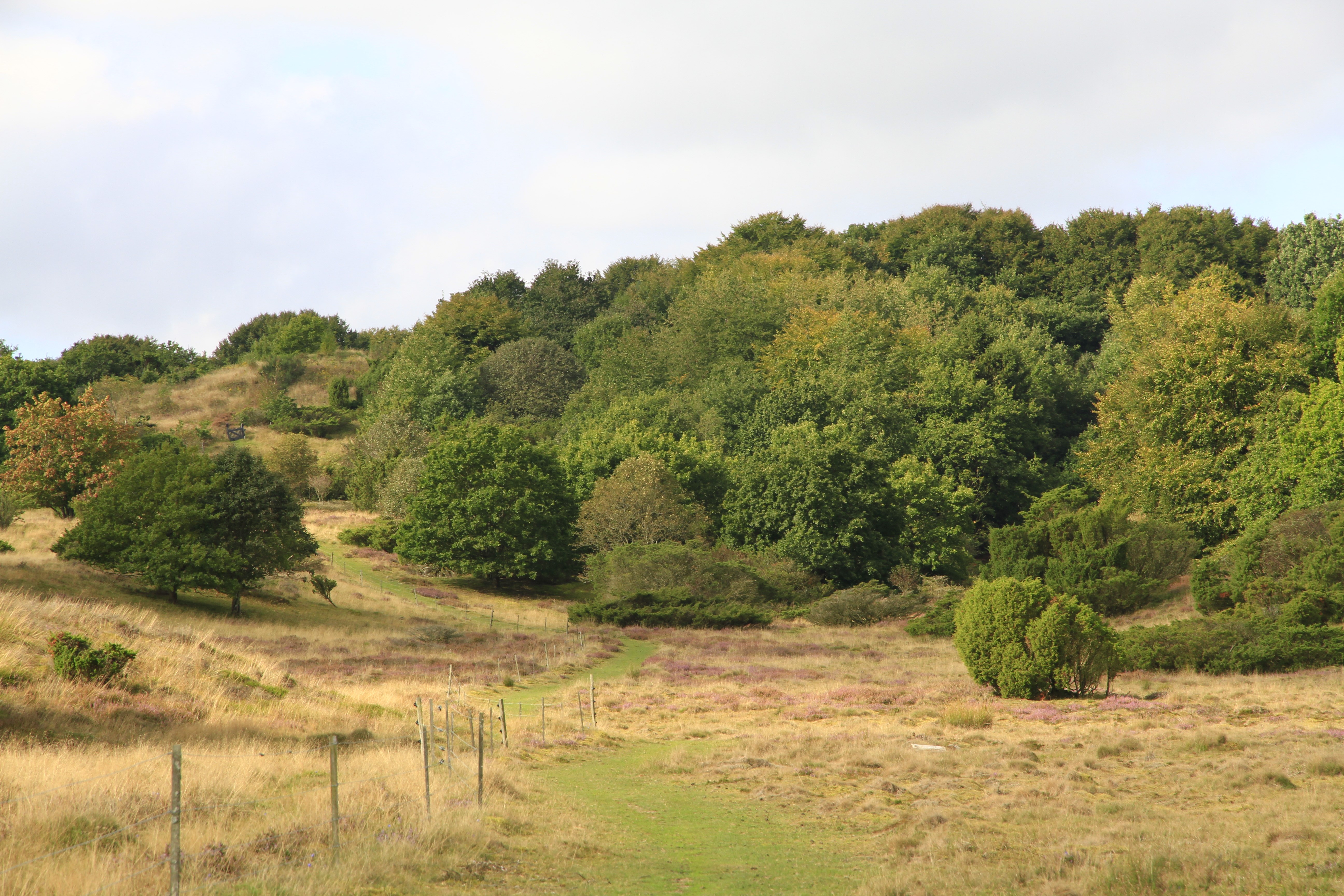 Hedelandskab og skov i Hammer Bakker