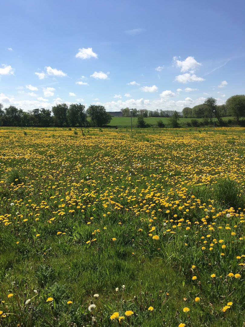 Nåleøjet i Vester Hassing