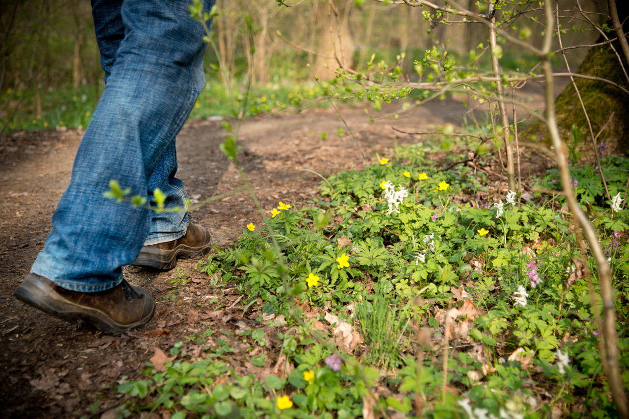 Ben, der vandrer på skovsti.