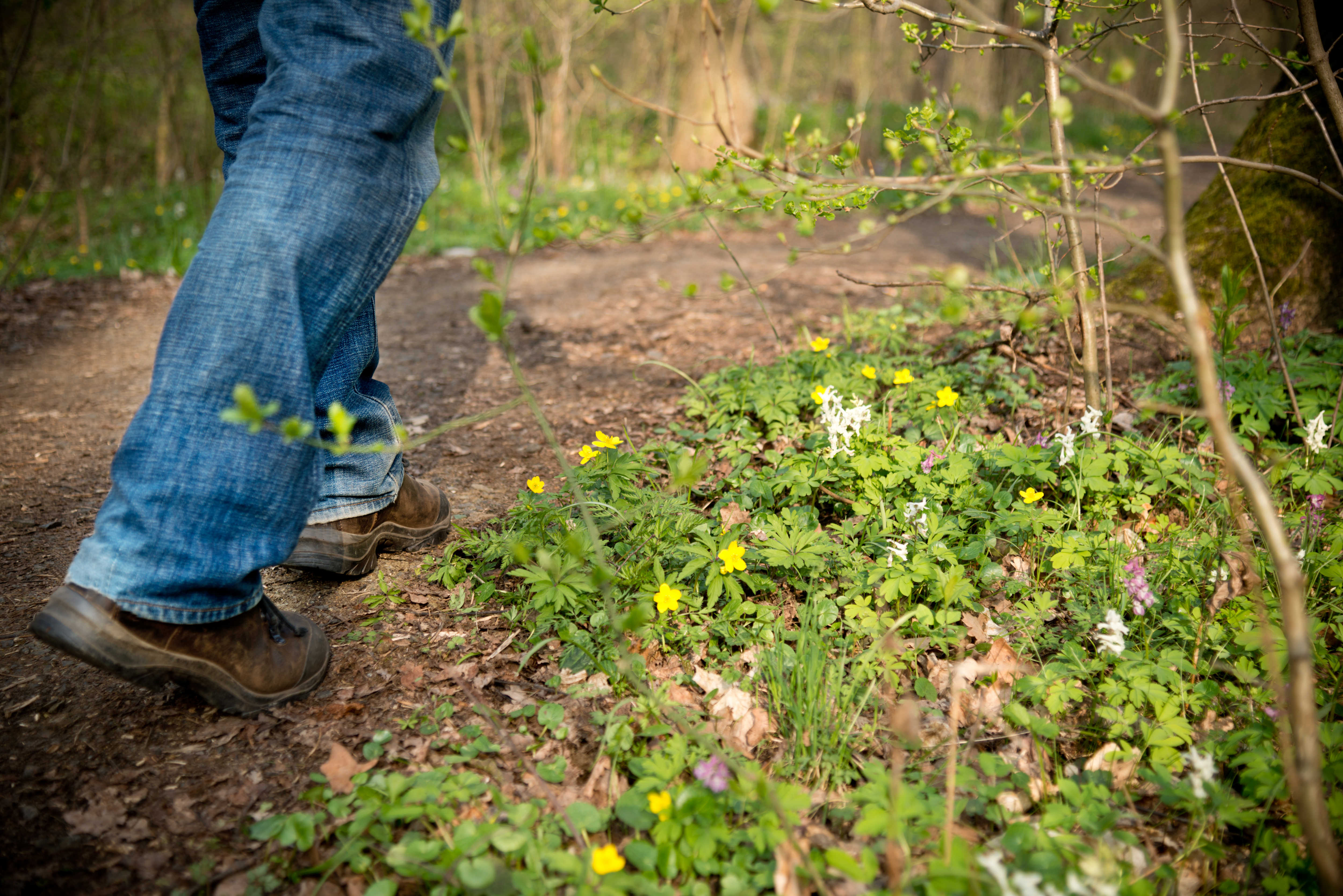 Ben, der vandrer på skovsti.