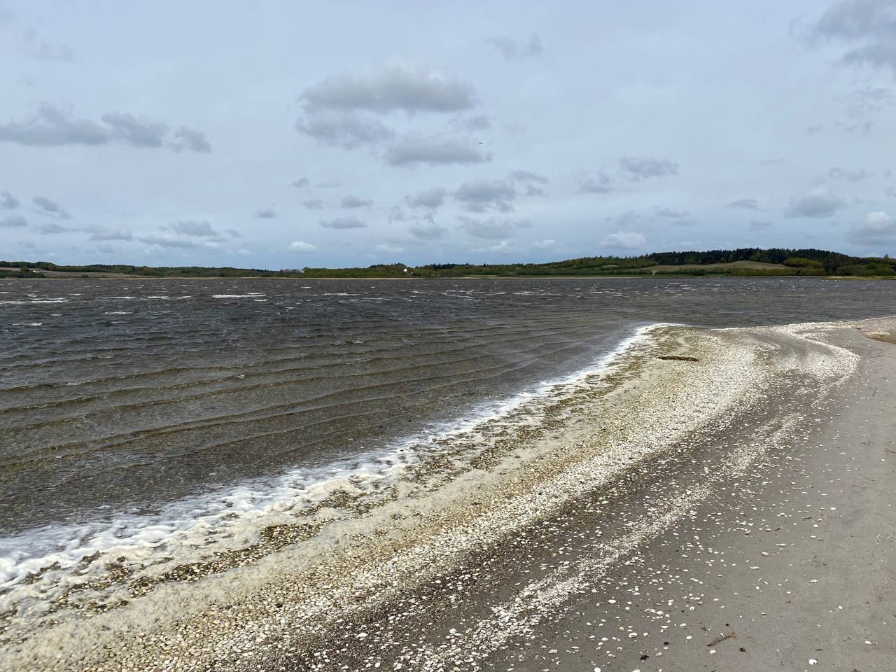 Navet Halkær Bredning