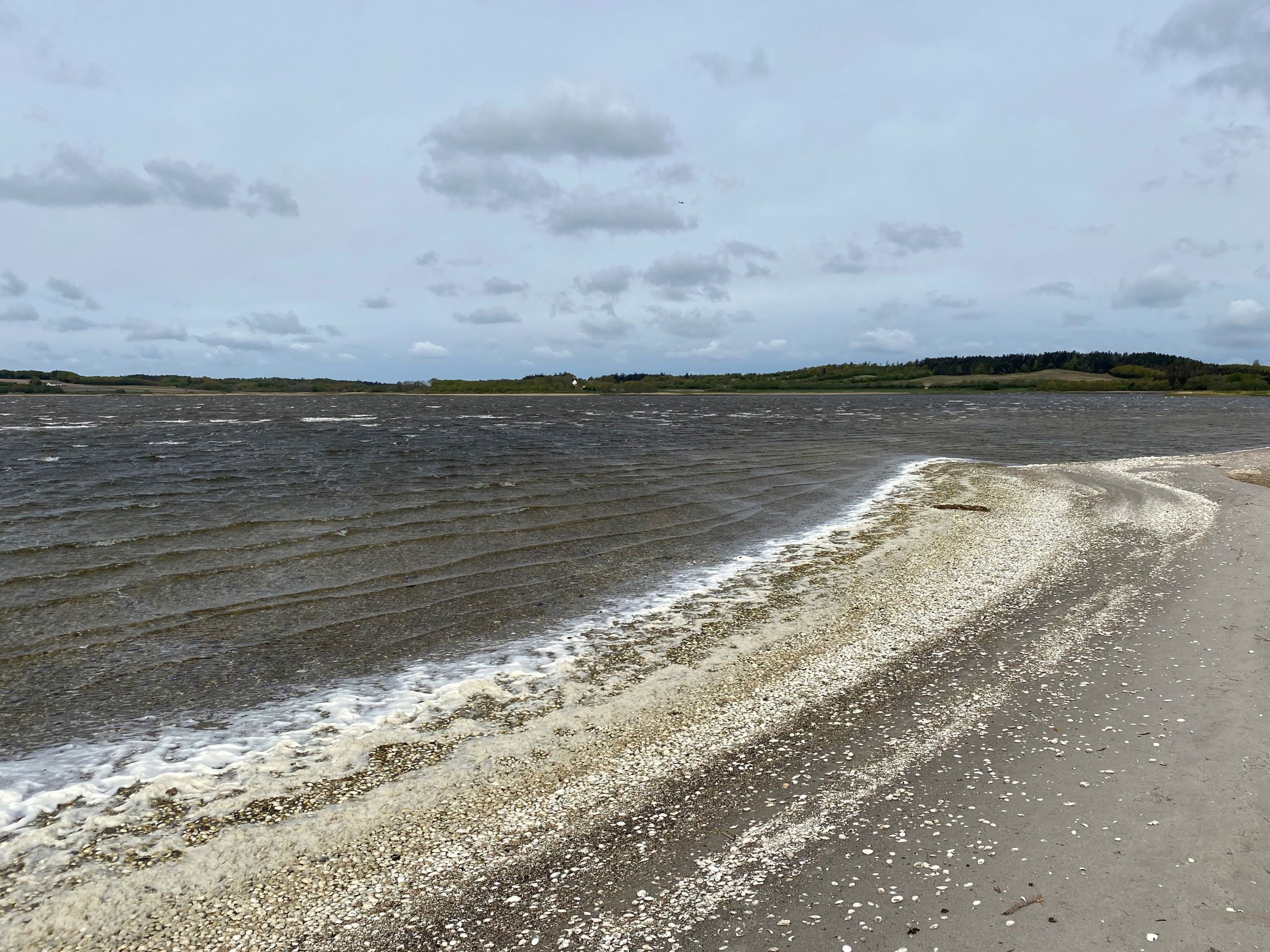 Navet Halkær Bredning