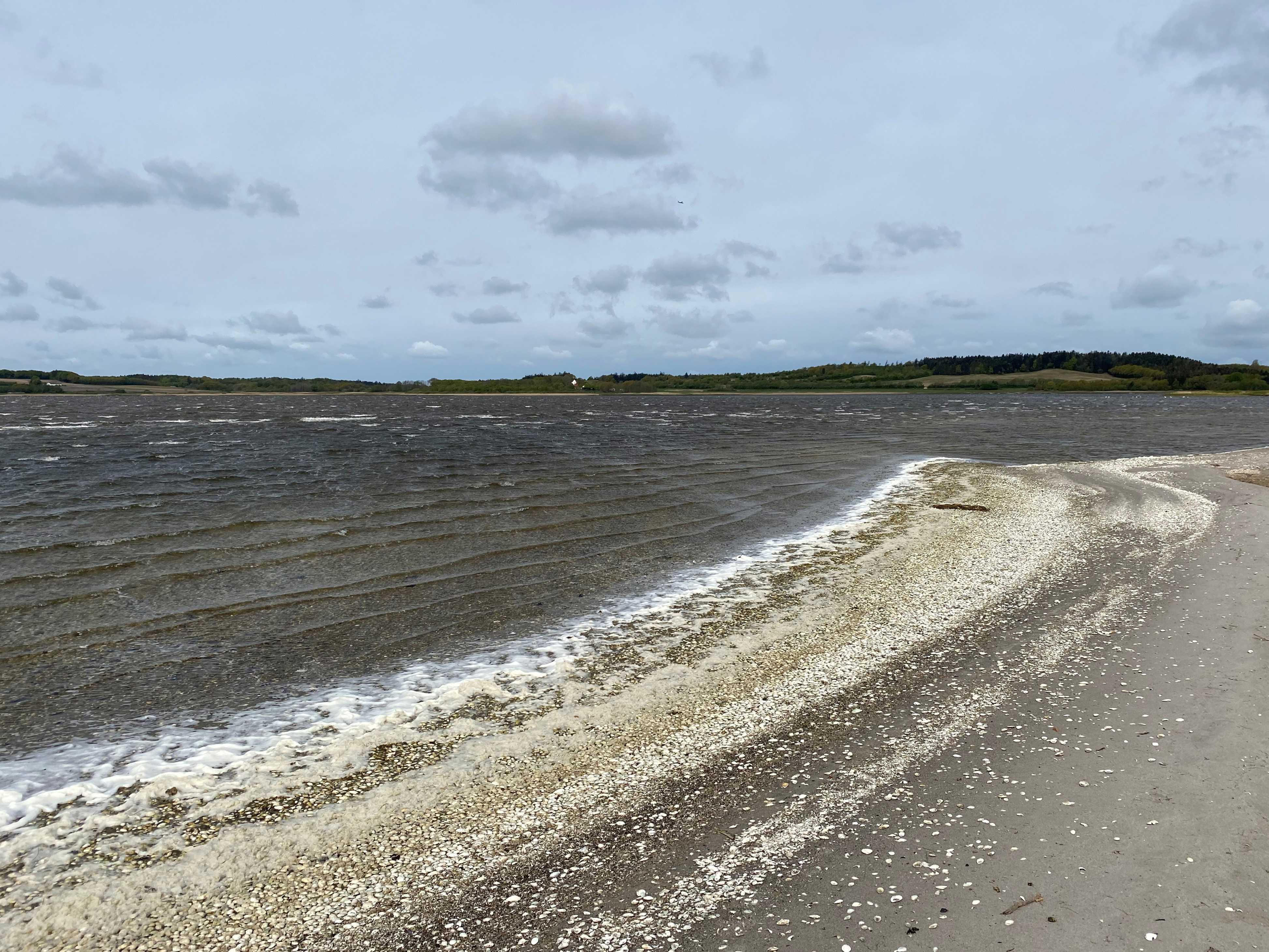 Navet Halkær Bredning