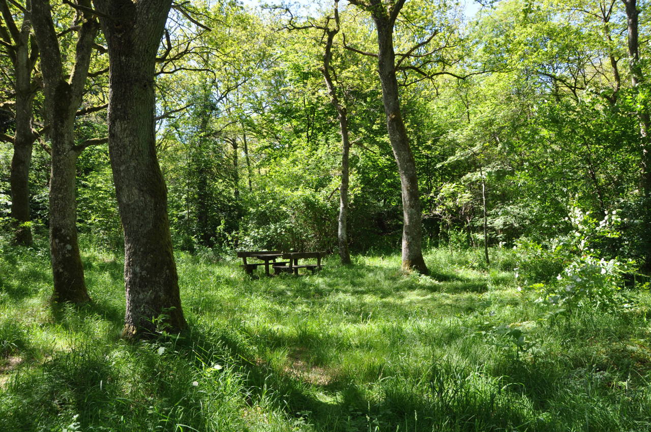 Bænk i skoven i Lundby Krat
