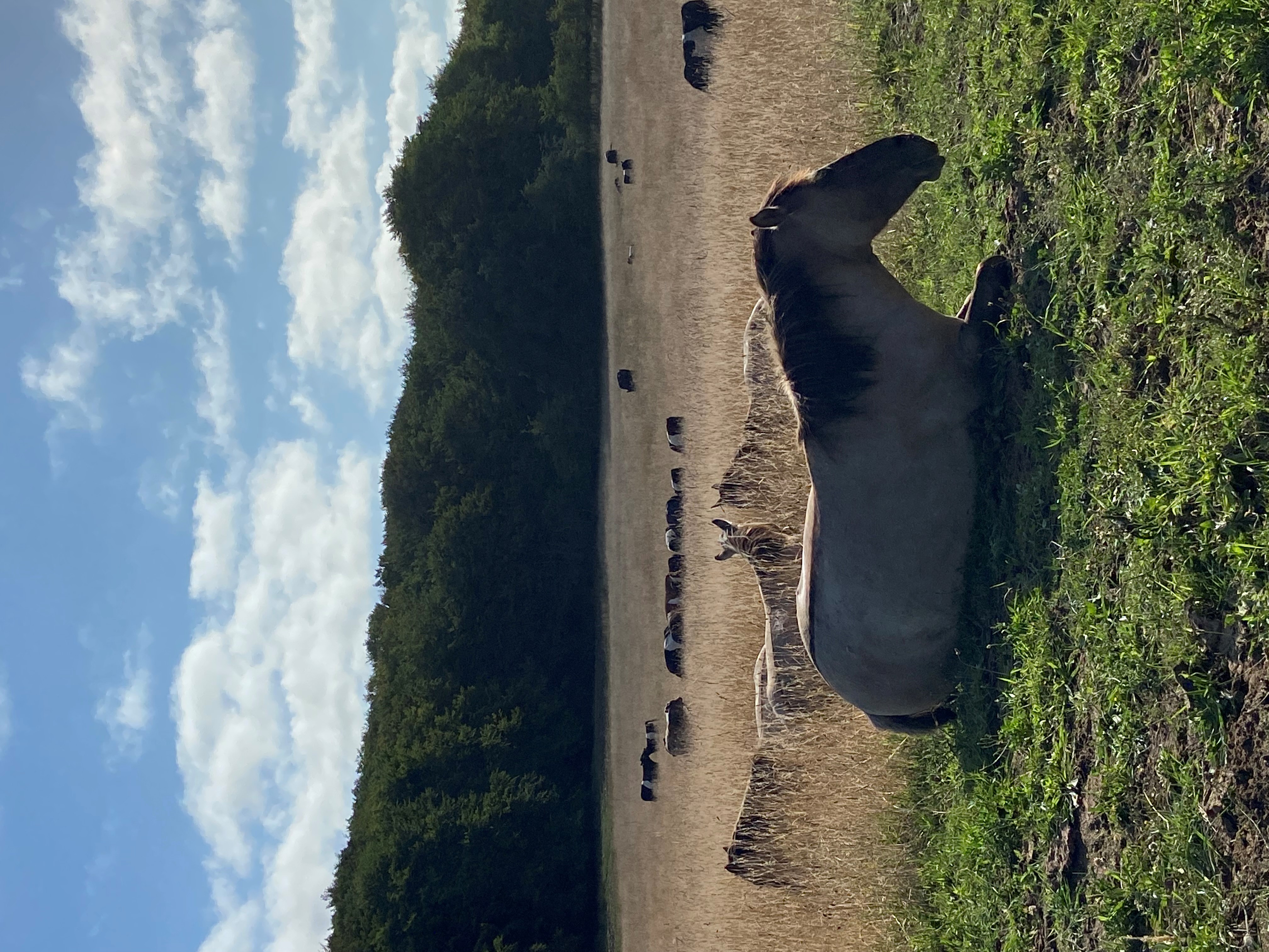 Naturheste i Hammer Bakker