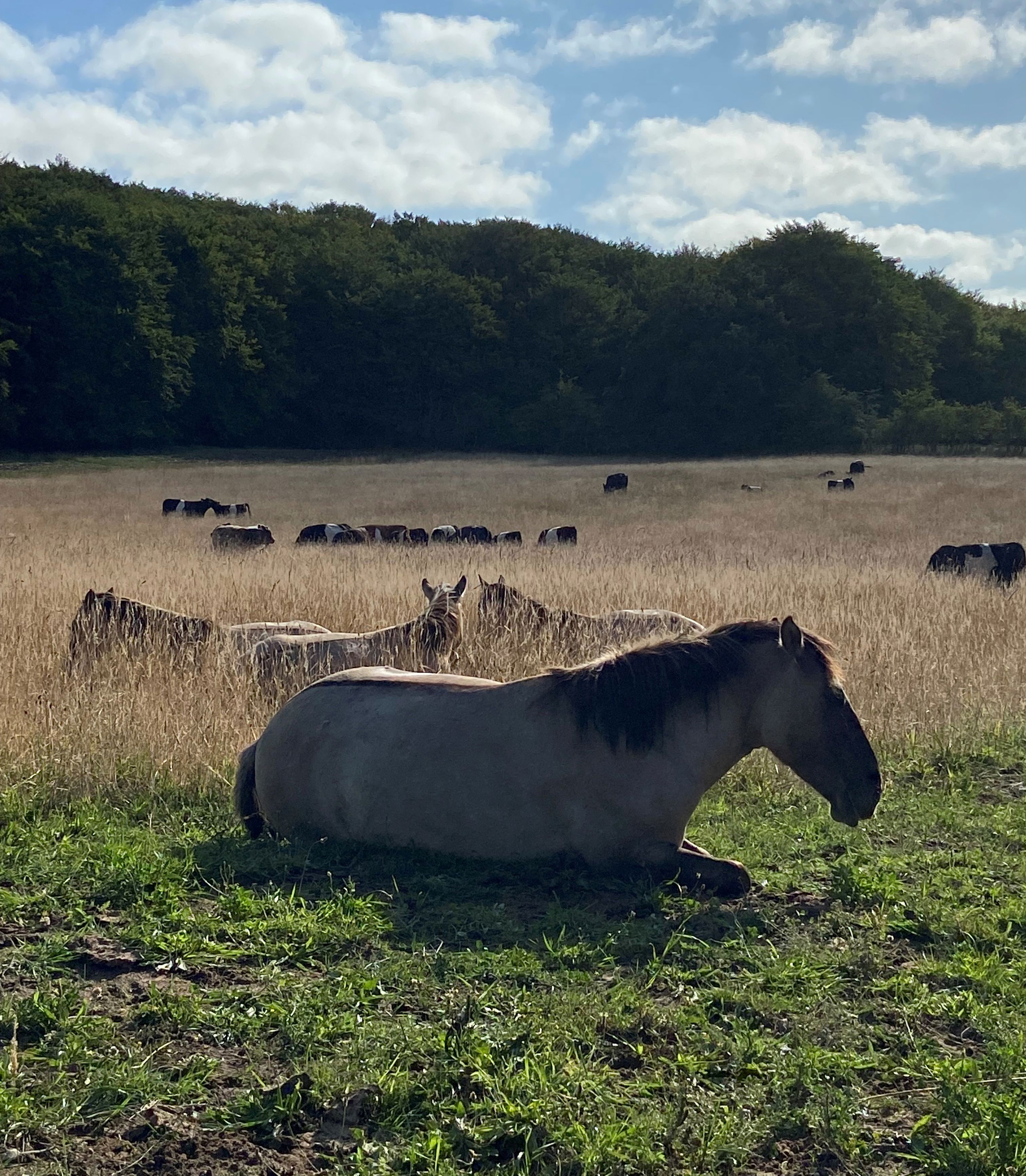 Naturheste i Hammer Bakker