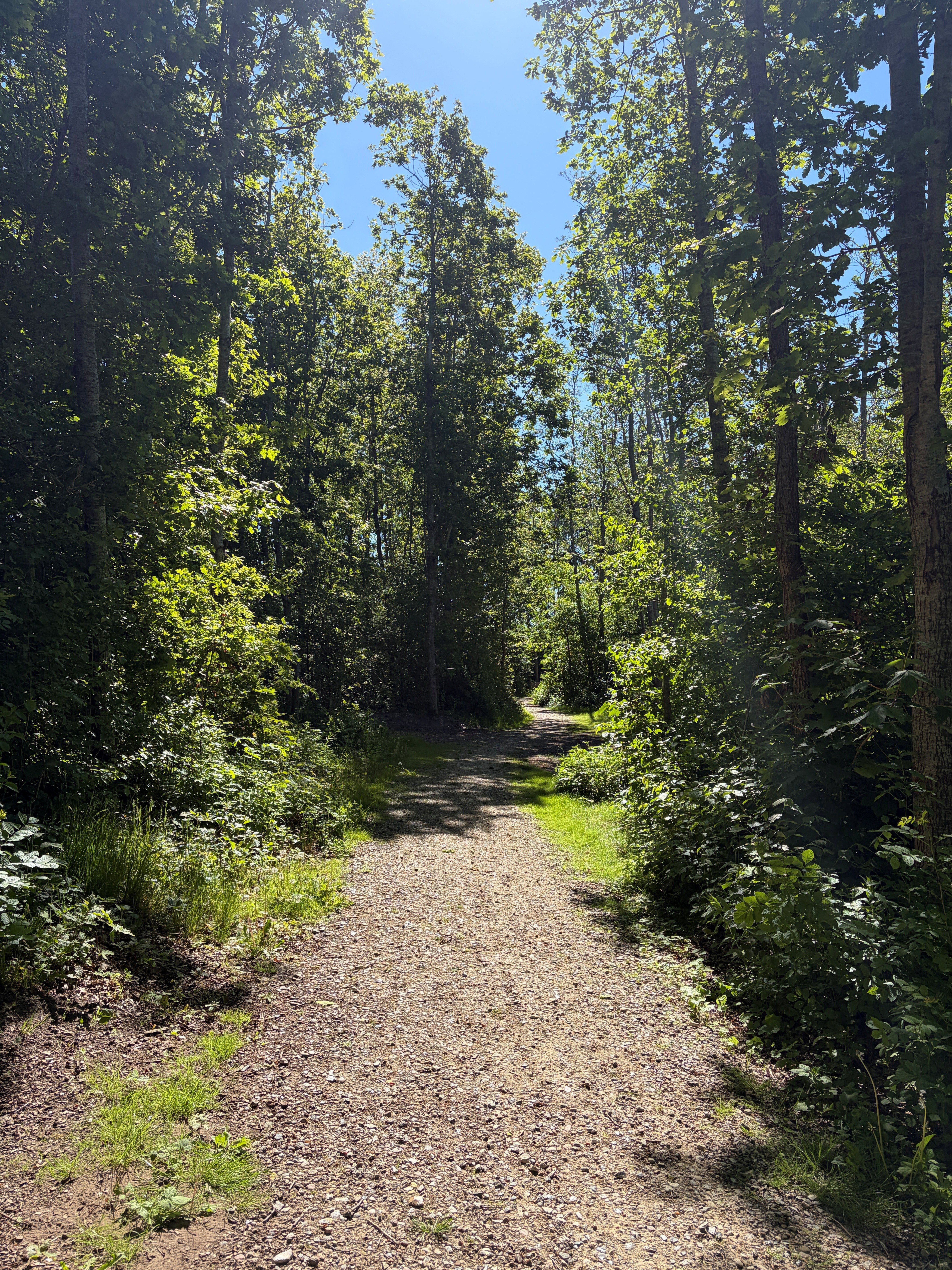 Junglestien i Vestbjerg Natur- og Klimapark