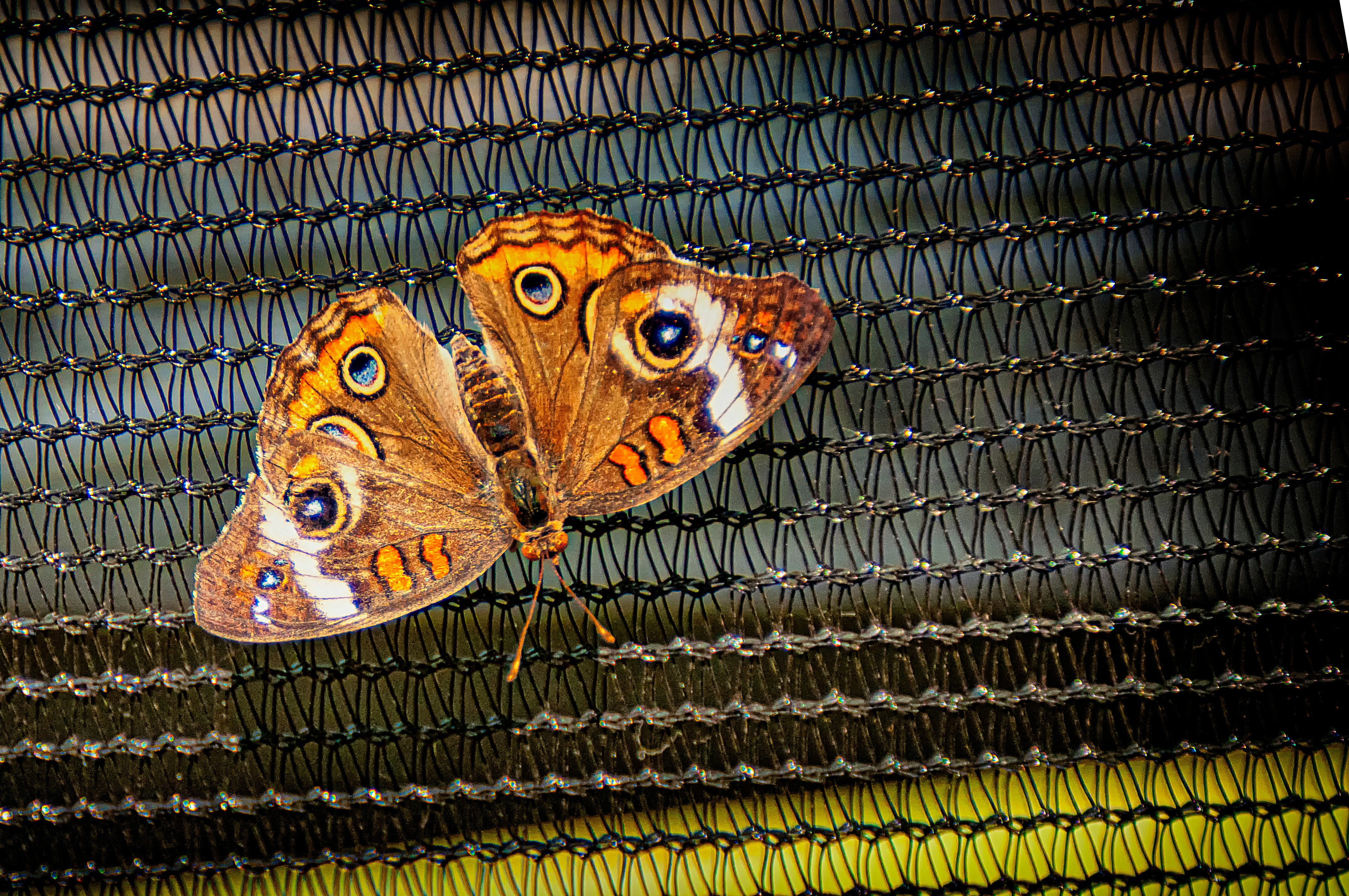 Sommerfugl der sidder på et net