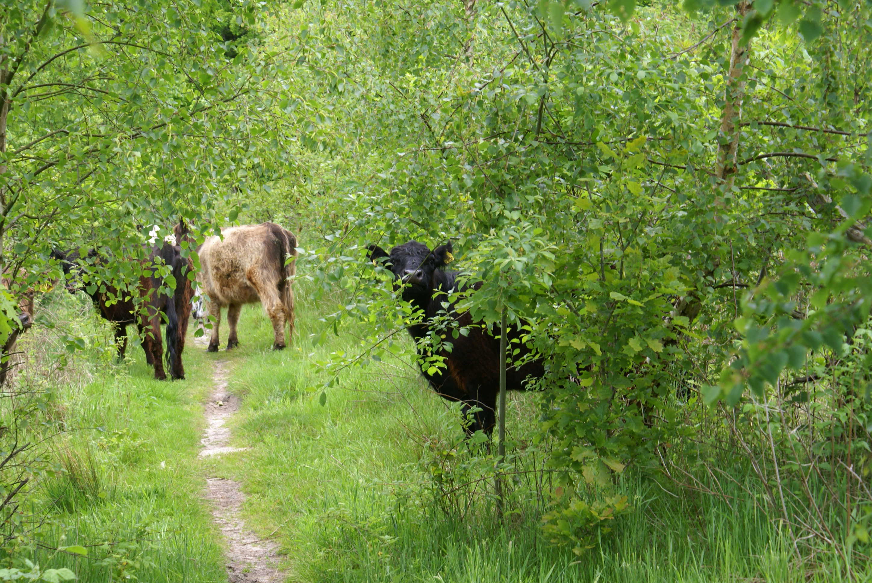 Græssende køer i Hammer Bakker