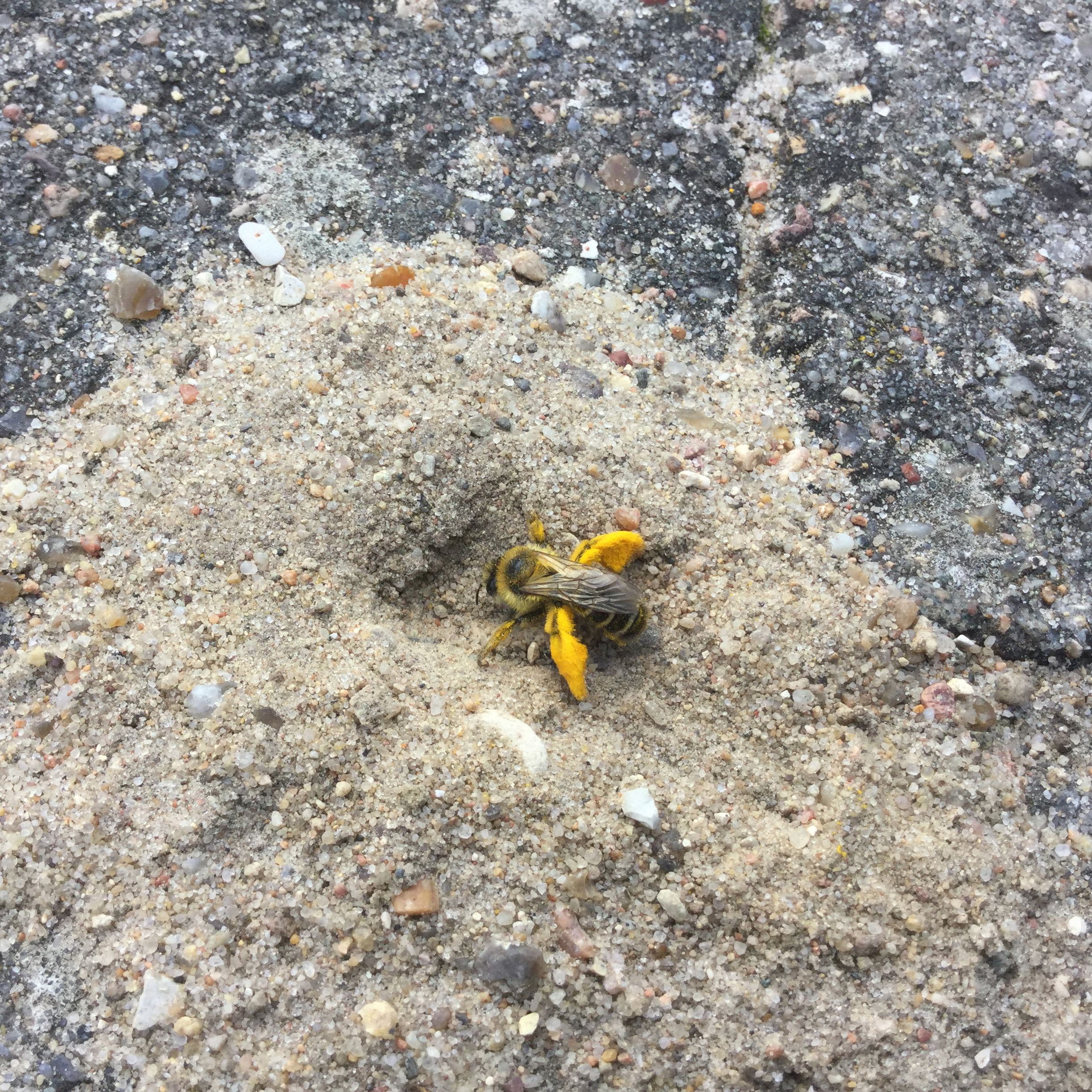 Pragtbuksebi i sand mellem fliser