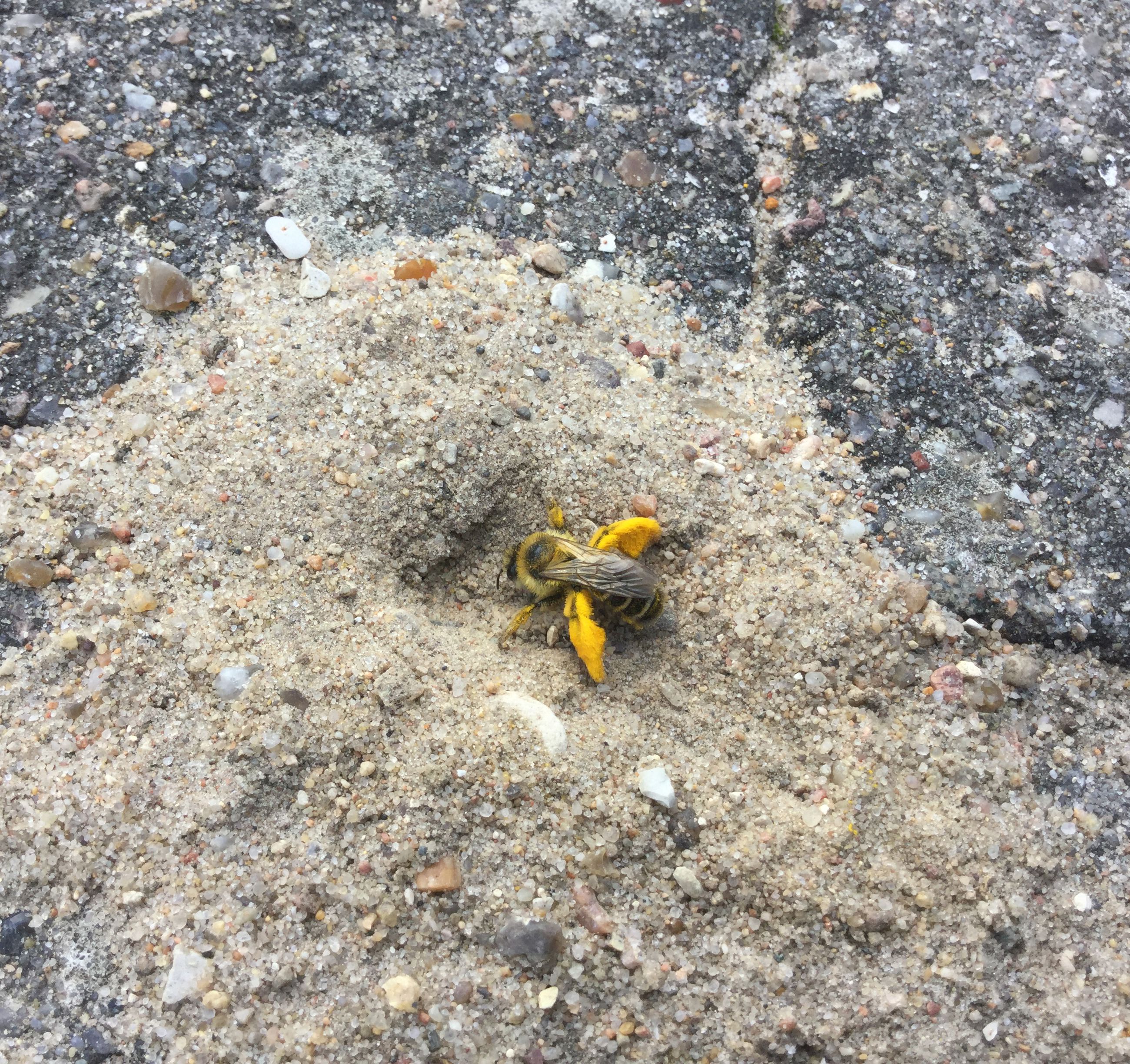 Pragtbuksebi i sand mellem fliser