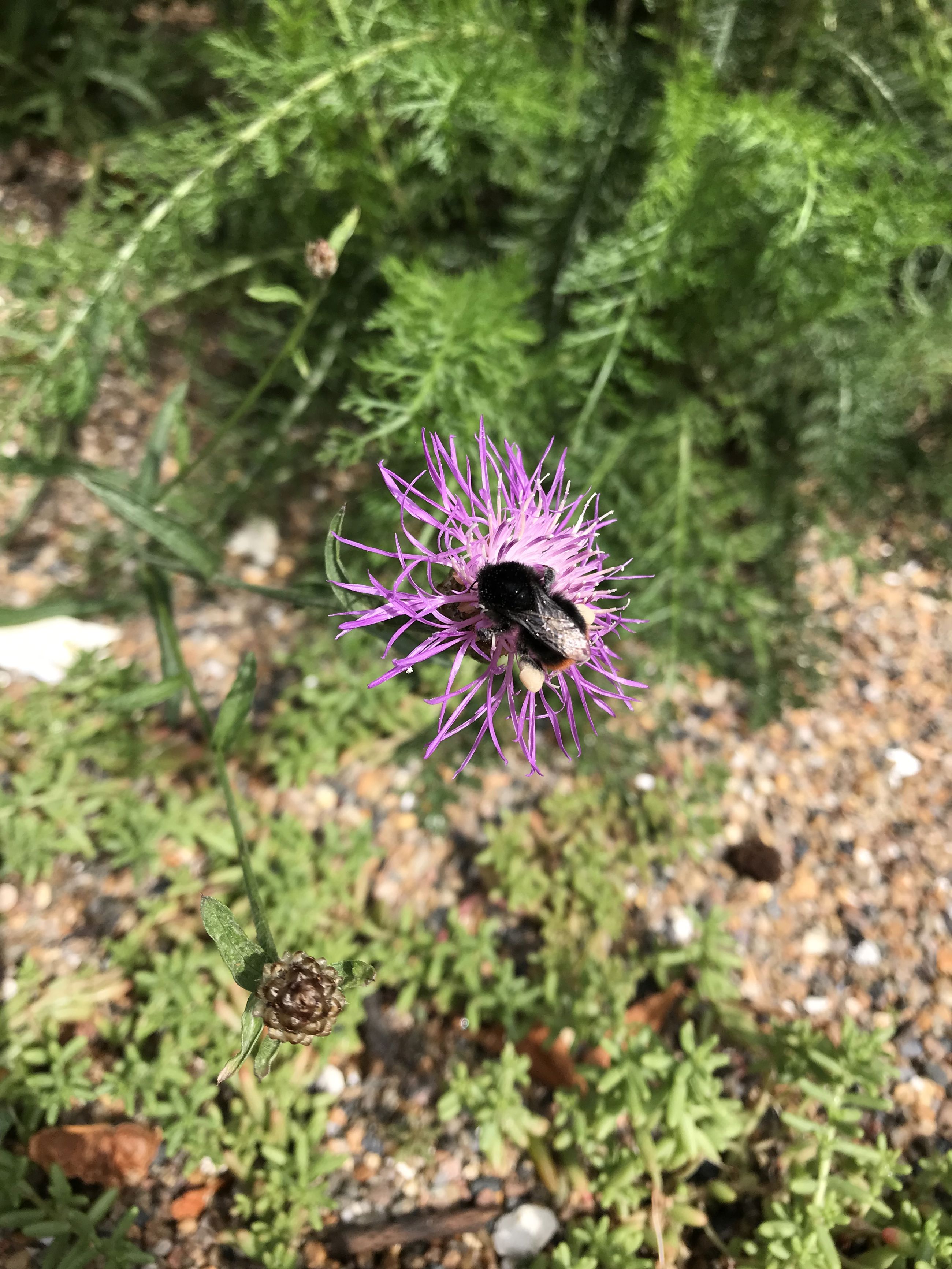 Stenhumle på stor knop urt