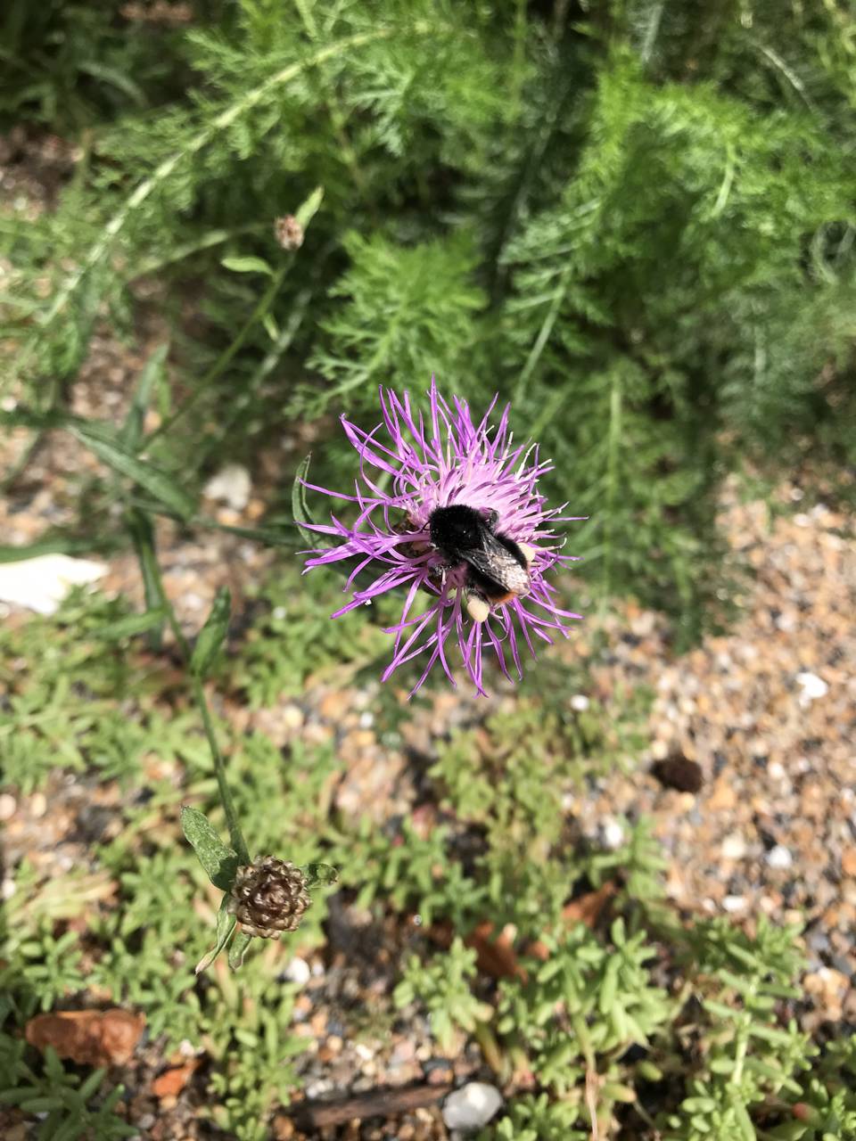 Stenhumle på stor knop urt