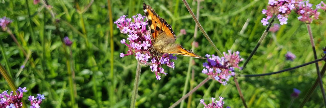 Sommerfugl på blomst