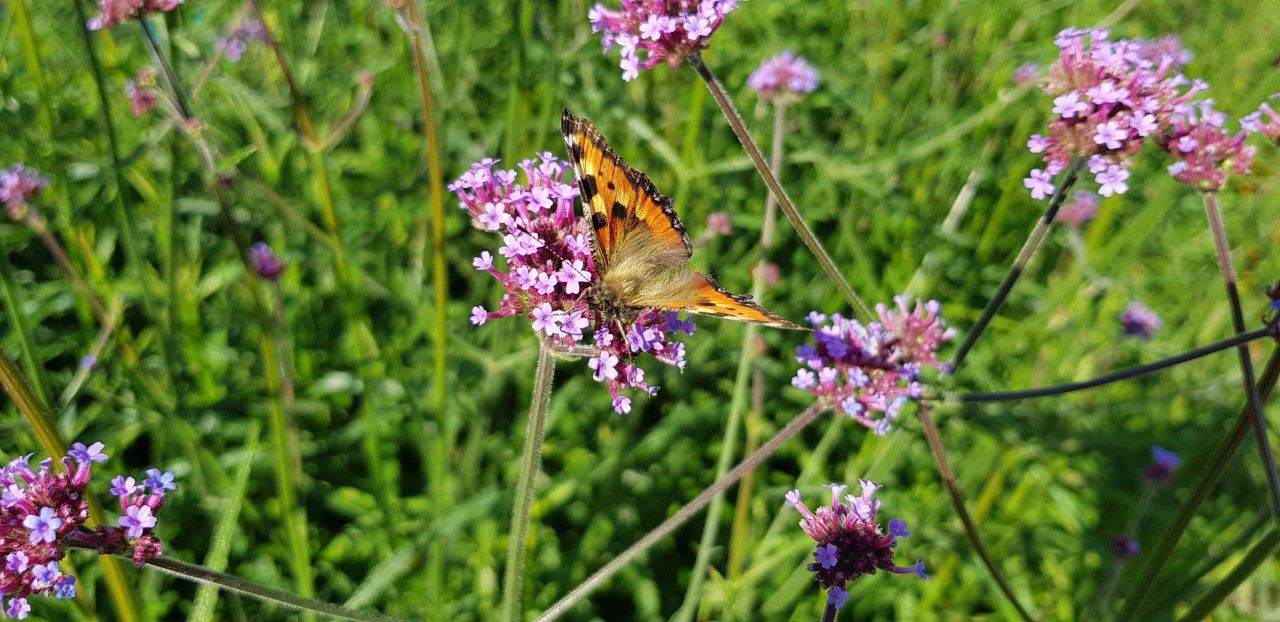 Sommerfugl på blomst