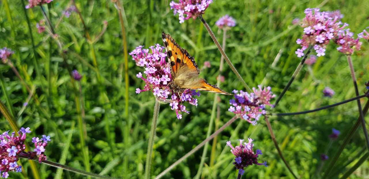 Sommerfugl på blomst