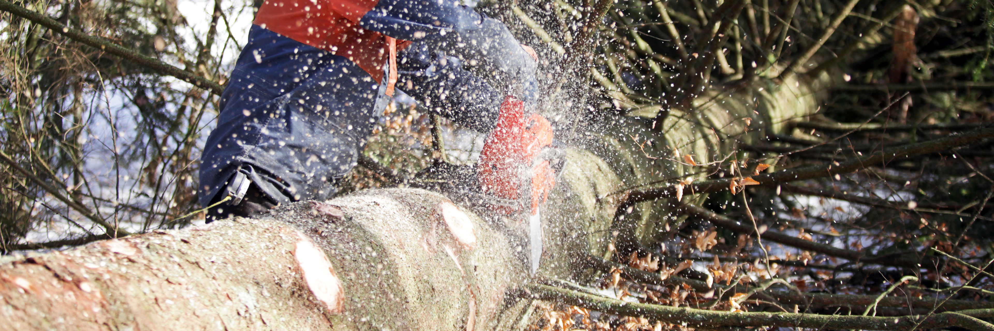 Skovarbejder saver træstamme med motorsav