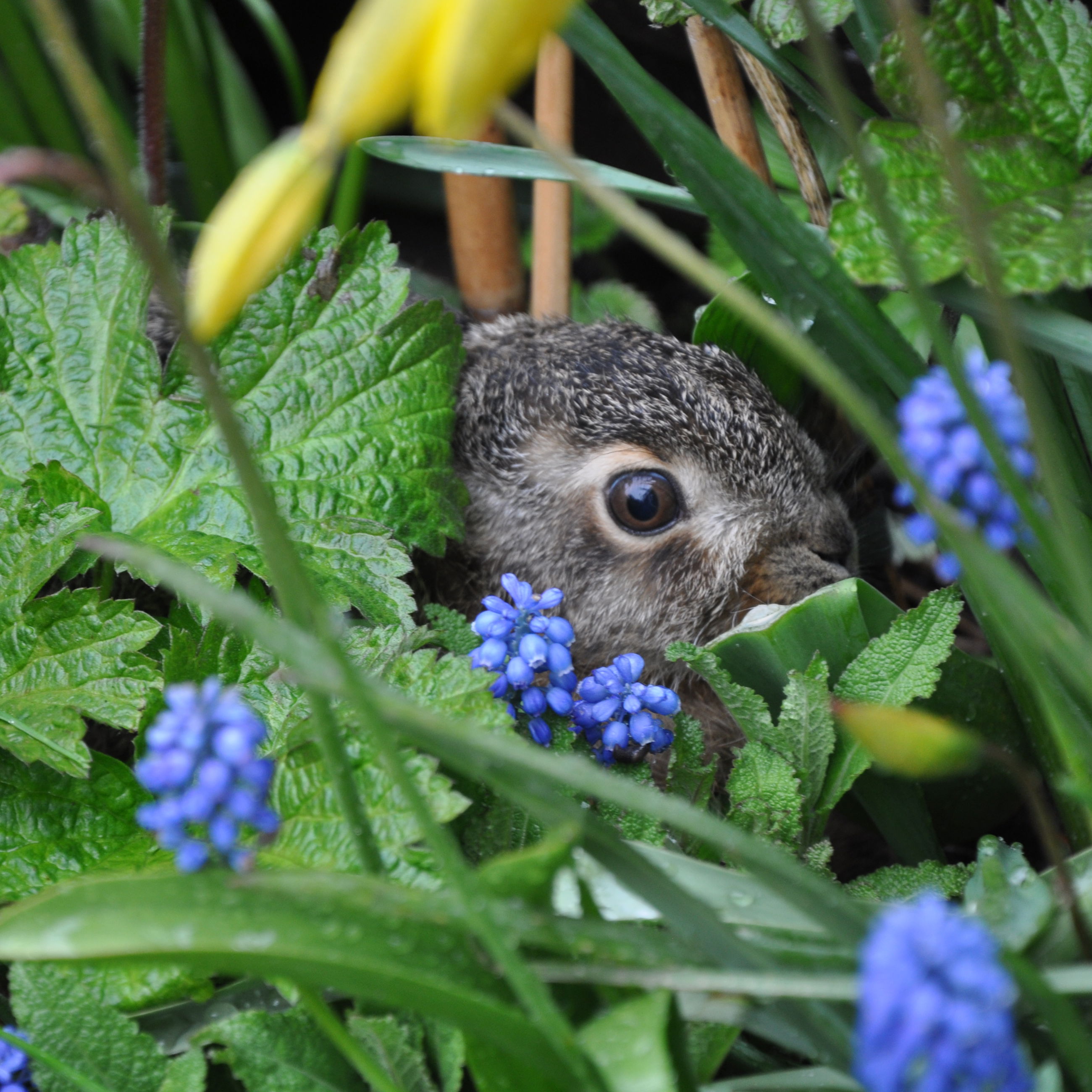 En hare skjuler sig bag blade.